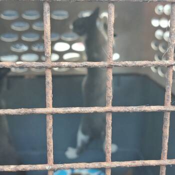 Rescue American Shorthair Cats for Adoption in Austin, Texas - Mister Ralph | PetCurious