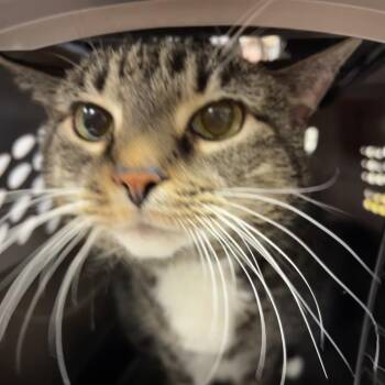 Domestic Short Hair Cats Available for Adoption in Nashville, Tennessee - Tink | PetCurious