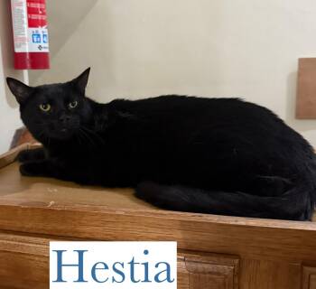 Rescue Domestic Short Hair Cats for Adoption in Berkeley Springs, West Virginia - Hestia | PetCurious