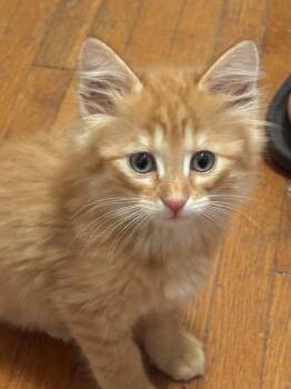 Butterfinger -  Domestic Short Hair Cat for Adoption in Webster City, Iowa - Butterfinger | PetCurious