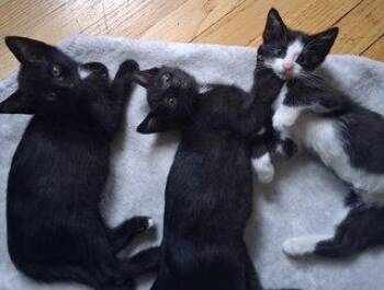 Tommy -  Domestic Short Hair Cat for Adoption in Hazlet, New Jersey - Tommy | PetCurious