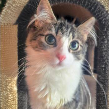 Hollister -  Domestic Medium Hair Cat for Adoption in Long Beach, California - Hollister | PetCurious