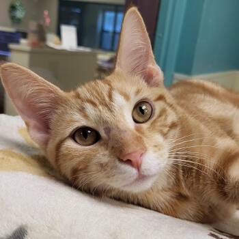 Nacho Cheese -  Domestic Short Hair Cat for Adoption in Grayslake, Illinois - Nacho Cheese | PetCurious