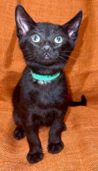 Rescue Domestic Short Hair Cats for Adoption in Millcreek, Utah - Thing | PetCurious