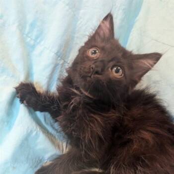 MADISON -  Domestic Long Hair Cat for Adoption in Auburn, California - MADISON | PetCurious
