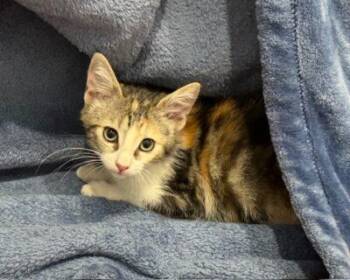 Domestic Short Hair Cats Available for Adoption in Las Vegas, Nevada - Navy | PetCurious