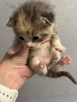 Marble -  Domestic Short Hair Cat for Adoption in Kell, Illinois - Marble | PetCurious