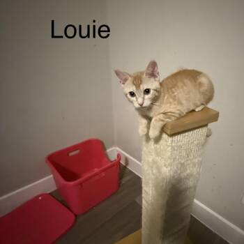 Louie -  Domestic Short Hair Cat for Adoption in Houston, Texas - Louie | PetCurious