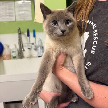 Thimble -  Siamese Cat for Adoption in Glenwood Springs, Colorado - Thimble | PetCurious
