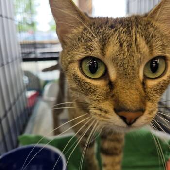 Virginia -  Tabby Cat for Adoption - Virginia | PetCurious
