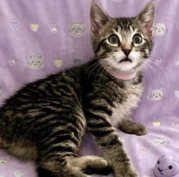 Tabby and Domestic Short Hair Cats Available for Adoption - CoralQ | PetCurious