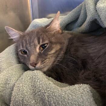 26-381 Peanut brittle -  Domestic Medium Hair Cat for Adoption in North Branford, Connecticut - 26-381 Peanut Brittle | PetCurious