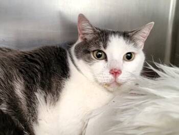 Stormy -  Domestic Short Hair Cat for Adoption - Stormy | PetCurious