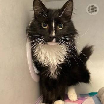 Domestic Long Hair Cats Available for Adoption - Rix | PetCurious