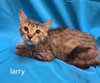 Larry -  Domestic Short Hair Cat for Adoption in Oviedo, Florida - Larry | PetCurious