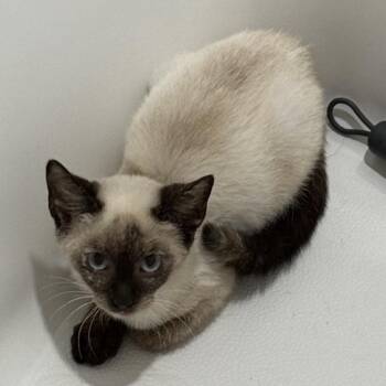 Willow -  Siamese Cat for Adoption in Richmond, Virginia - Willow | PetCurious