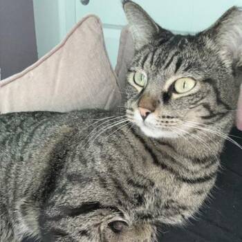 Domestic Short Hair Cats Available for Adoption in Las Vegas, Nevada - Percival | PetCurious