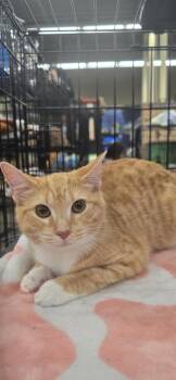 Kinsley -  Domestic Short Hair Cat for Adoption in Kinston, North Carolina - Kinsley | PetCurious