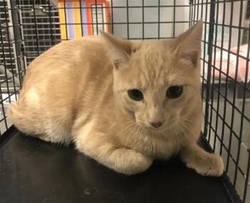 PIPER -  Domestic Short Hair Cat for Adoption in Conroe, Texas - PIPER | PetCurious