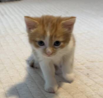 PURRfessor -  Domestic Medium Hair Cat for Adoption in Beckley, West Virginia - PURRfessor | PetCurious
