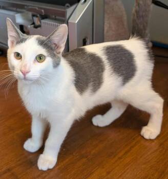 Rescue Domestic Short Hair Cats for Adoption in Lexington, Kentucky - Taylor | PetCurious