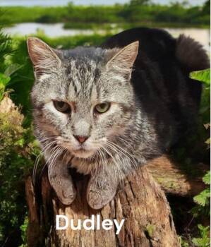 Tabby Cats Available for Adoption in Weems, Virginia - Dudley | PetCurious