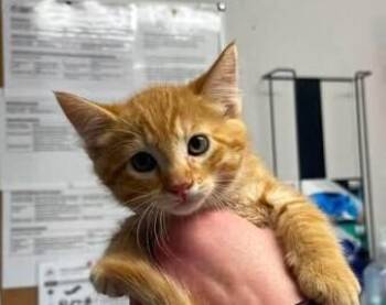 Baleen -  Domestic Short Hair Cat for Adoption in Bolivar, Missouri - Baleen | PetCurious