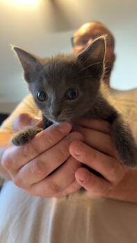 Mole -  Domestic Medium Hair Cat for Adoption in Crystal Lake, Illinois - Mole | PetCurious