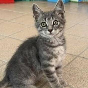 Rorik -  Domestic Medium Hair Cat for Adoption in Spring Valley, California - Rorik | PetCurious