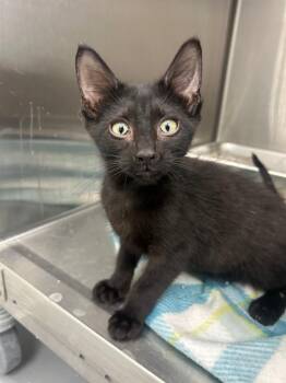 Toothless -  Domestic Short Hair Cat for Adoption in Hartsville, South Carolina - Toothless | PetCurious