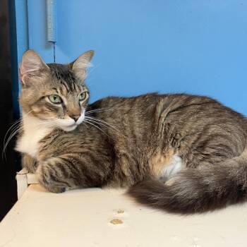 Jack -  Domestic Medium Hair Cat for Adoption in Lakeland, Florida - Jack | PetCurious