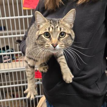 Wasabi -  Domestic Short Hair Cat for Adoption in Durango, Colorado - Wasabi | PetCurious