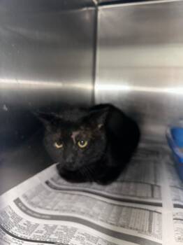 Domestic Short Hair Cats Available for Adoption - Robert | PetCurious