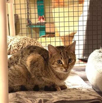 Domestic Short Hair Cats Available for Adoption in North Babylon, New York - Rachel | PetCurious