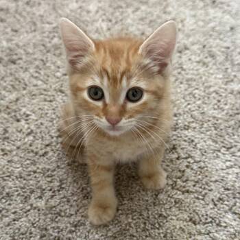 Aragorn (navy) -  Domestic Short Hair Cat for Adoption in Sunnyvale, California - Aragorn (navy) | PetCurious