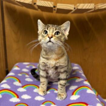 Rescue Domestic Short Hair Cats for Adoption in Fargo, North Dakota - Frita--In Foster | PetCurious