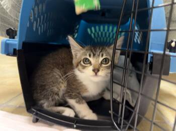 Laney (bonded with Ace) -  Domestic Short Hair Cat for Adoption in Oakland, California - Laney (bonded With Ace) | PetCurious