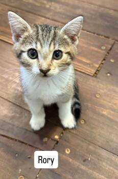 Rory -  Domestic Short Hair Cat for Adoption in Raleigh, North Carolina - Rory | PetCurious