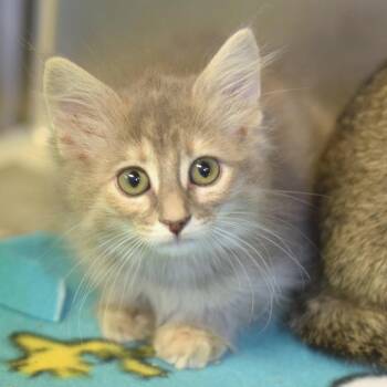 Maureen Ponderosa -  Domestic Short Hair Cat for Adoption in Belleville, Illinois - Maureen Ponderosa | PetCurious
