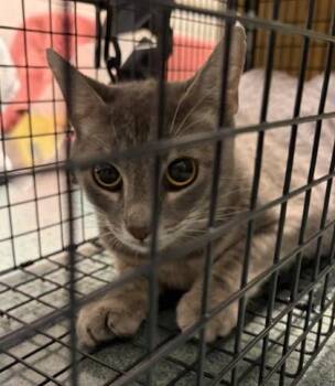 Jessica - Working Cat -  Domestic Short Hair Cat for Adoption in Fairfax, Virginia - Jessica - Working Cat | PetCurious