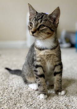 Rescue Tabby and Domestic Short Hair Cats for Adoption in Garner, North Carolina - Mike | PetCurious