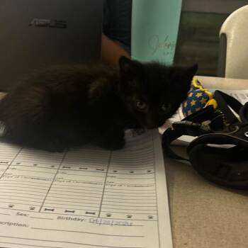 Trackstar -  Domestic Short Hair Cat for Adoption in Hinesville, Georgia - Trackstar | PetCurious