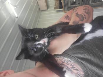 Rescue Domestic Short Hair Cats for Adoption in Fertile, Minnesota - Cyclopse | PetCurious