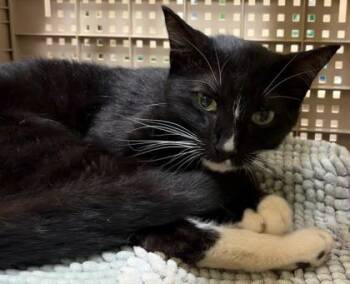 Hocus -  Domestic Short Hair Cat for Adoption in Honolulu, Hawaii - Hocus | PetCurious