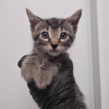 Domestic Short Hair Cats Available for Adoption in Abilene, Texas - Soot | PetCurious