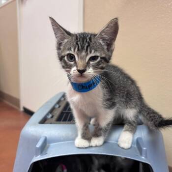 Domestic Short Hair Cats Available for Adoption in Goleta, California - Chippy Dippy Dopey Dup | PetCurious