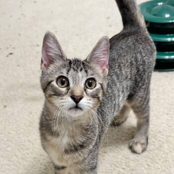 Rescue Domestic Short Hair Cats for Adoption in Allen, Texas - Champagne | PetCurious
