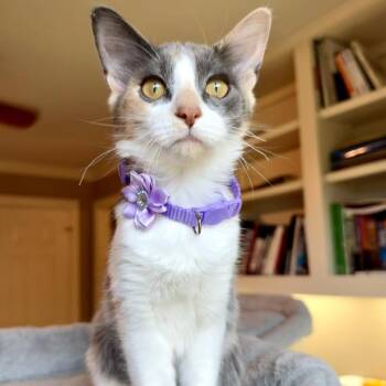 Sydney Belle -  Dilute Calico and Domestic Medium Hair Cat for Adoption in Friendswood, Texas - Sydney Belle | PetCurious