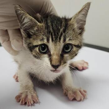 Tom -  Domestic Short Hair Cat for Adoption in Clearwater, Florida - Tom | PetCurious