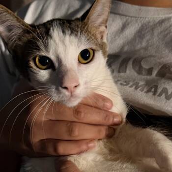 Yuna -  Domestic Short Hair Cat for Adoption in Las Vegas, Nevada - Yuna | PetCurious